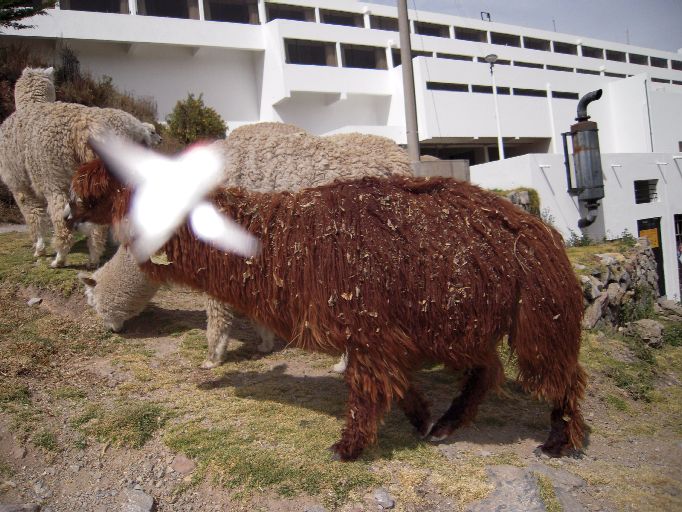 Alpacas before Hotel Libertador