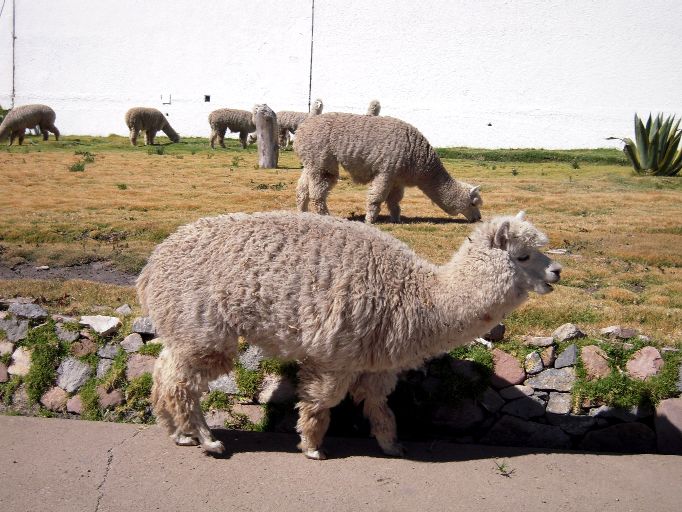 Alpacas before Hotel Libertador