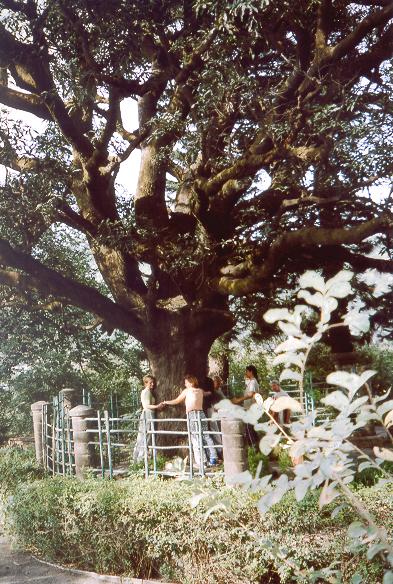 Treehugging in Mt. Abu, India