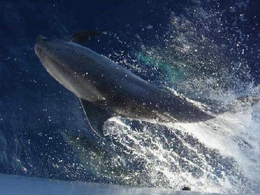 Wild dolphins from boat